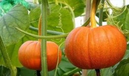 金乡最新大瓜爆料,最新大瓜爆料揭秘惊人内幕